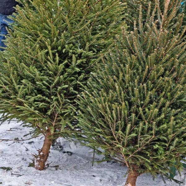 Christmas Tree Sale Real Nordmann Fir 5ft 2020 North Wootton Village Hall