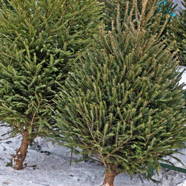 Christmas Tree Sale Real Nordmann Fir 6ft 2020 North Wootton Village Hall