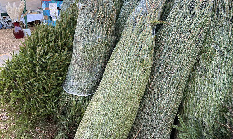 Christmas Fair 2022 28 North Wootton Village Market Village Hall Kings Lynn Norfolk Craft Fair Real Christmas Tree Sale