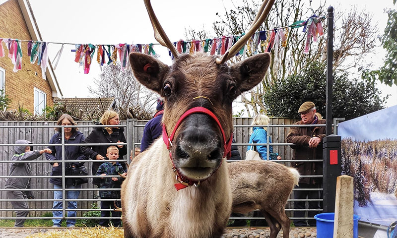 Christmas Fair 2025 Real Reindeer North Wootton Village Hall Kings Lynn Norfolk Craft Fair Real Christmas Tree Sale 001
