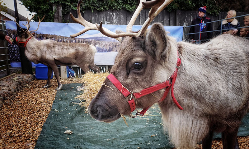 Christmas Fair 2025 Real Reindeer North Wootton Village Hall Kings Lynn Norfolk Craft Fair Real Christmas Tree Sale 002