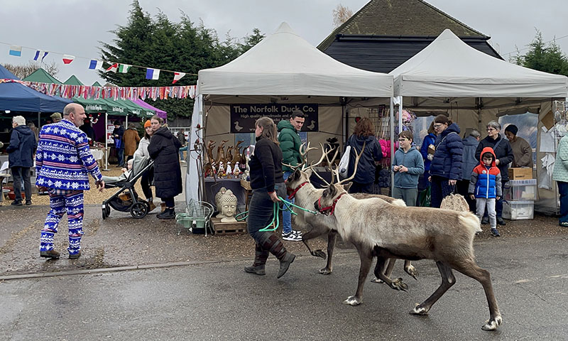 Christmas Fair 2025 Real Reindeer North Wootton Village Hall Kings Lynn Norfolk Craft Fair Real Christmas Tree Sale 003