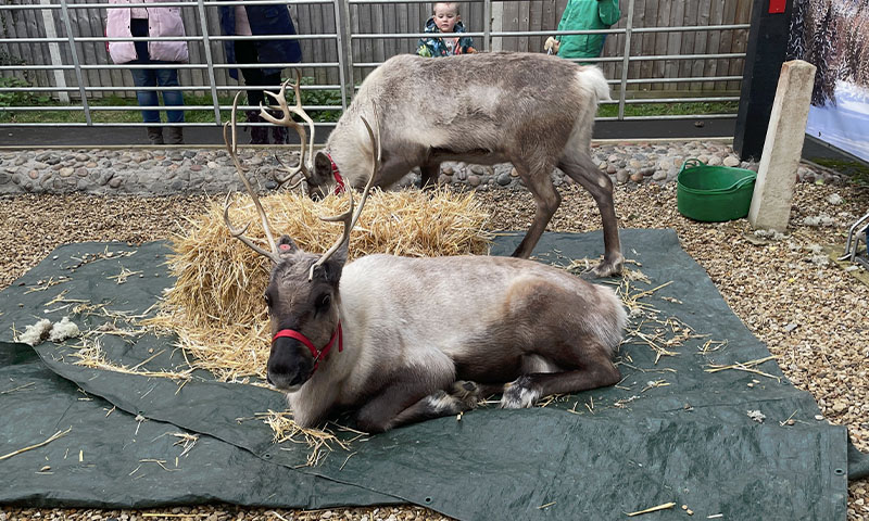Christmas Fair 2025 Real Reindeer North Wootton Village Hall Kings Lynn Norfolk Craft Fair Real Christmas Tree Sale 004