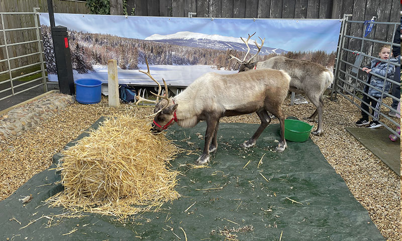 Christmas Fair 2025 Real Reindeer North Wootton Village Hall Kings Lynn Norfolk Craft Fair Real Christmas Tree Sale 005