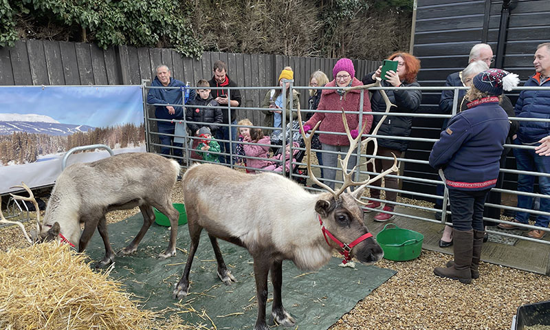 Christmas Fair 2025 Real Reindeer North Wootton Village Hall Kings Lynn Norfolk Craft Fair Real Christmas Tree Sale 006