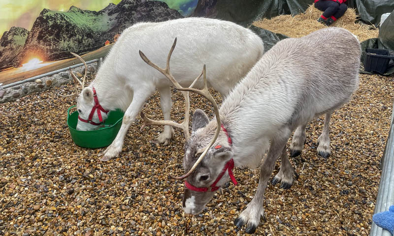 Christmas Fair 2026 Real Reindeer North Wootton Village Hall Kings Lynn Norfolk Craft Fair Real Christmas Tree Sale 003